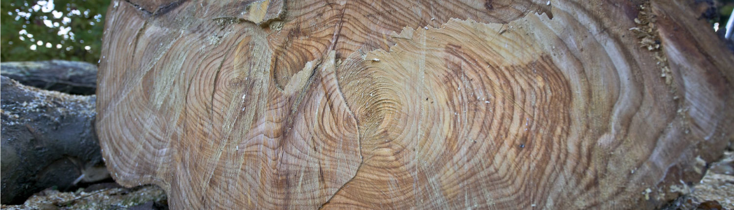 Eggehaus Massivholzhaus Bad Salzuflen